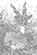 antilope Coloriages À Imprimer